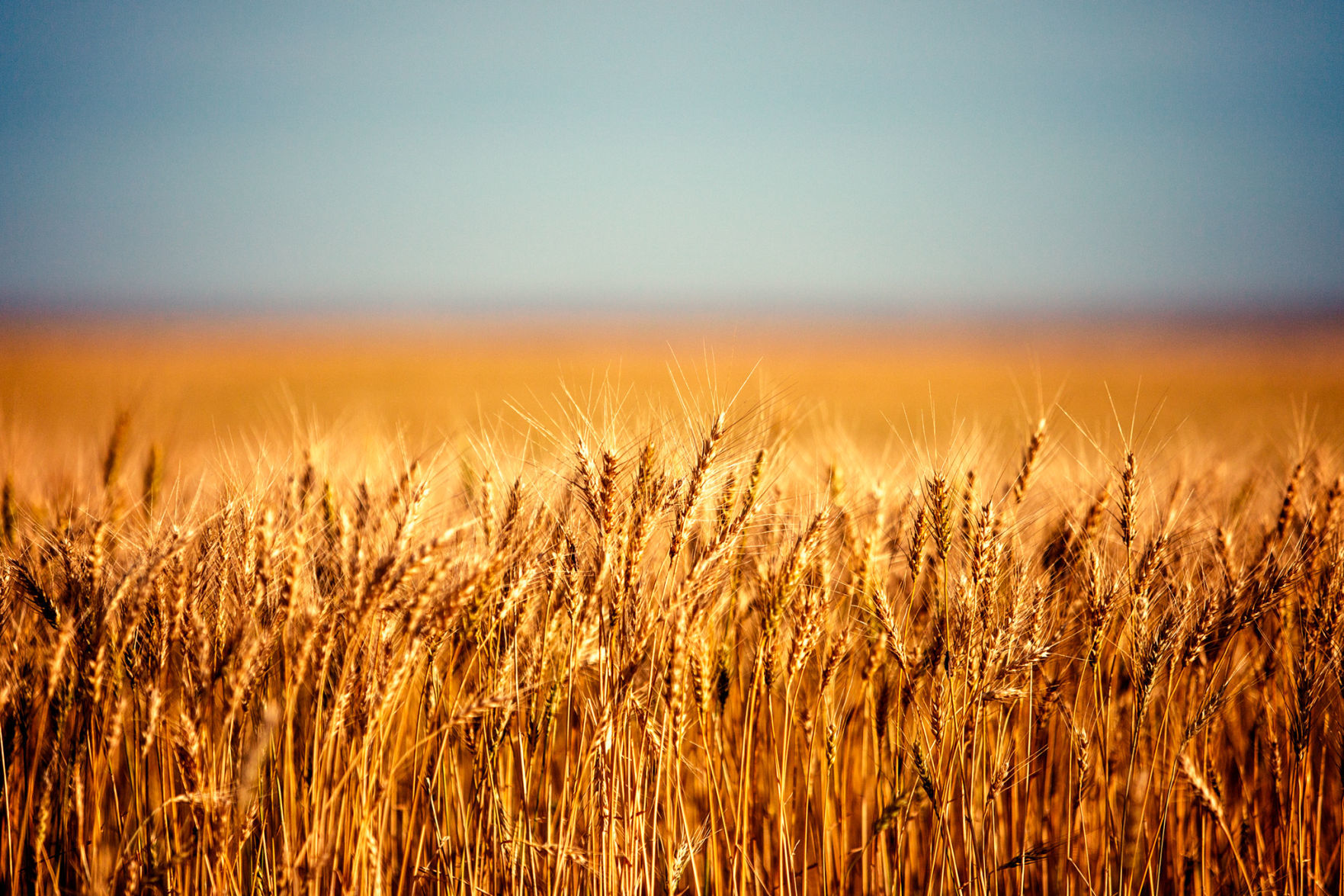 Field of wheat